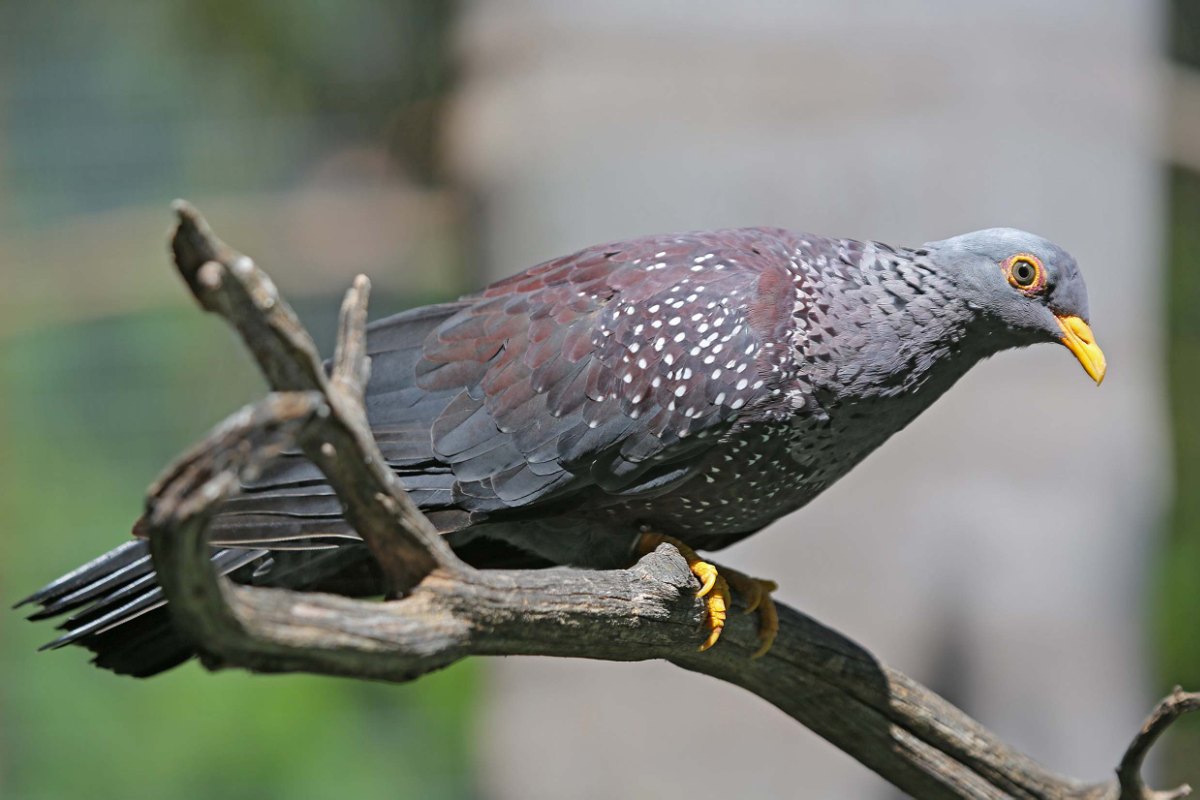 African Olive Pigeon